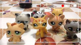 Lps cat song
