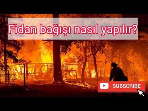 FİDAN BAĞIŞI NASIL YAPILIR? TEMA Vakfı fidan bağışı - Bay Turkuaz