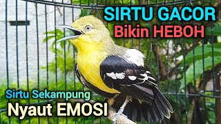 Download lagu Suara Sirtu Gacor RAME Bikin Heboh Sirtu/Sirpu Gacor Sekampung Pada nyaut mp3 Download lagu Suara Sirtu Gacor RAME Bikin Heboh Sirtu/Sirpu Gacor Sekampung Pada nyaut mp3