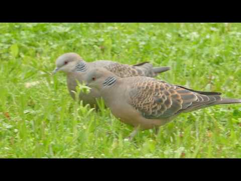 Oriental Turtle Dove — Tokyo