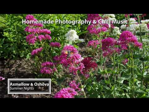 Axmellow & Oshóva - Summer Nights