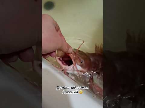 Ставь лайк! 👍🏻😉 #рыбалка #рыбак #щука #сазан #окунь #карп #сом #спиннинг #фидер #карась #поклевка