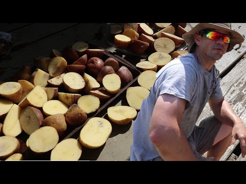 Planting Potatoes In Hard Ground. Mid Summer Planting For a Fall Harvest.