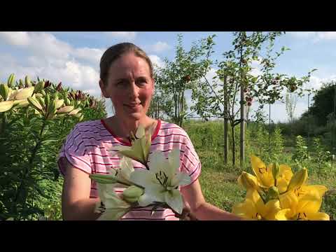 Liljer hos Muldgaardens pluk selv blomster