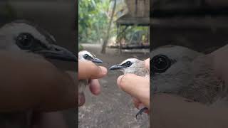 Download lagu differences between male and female trucuk birds mp3 Download lagu differences between male and female trucuk birds mp3