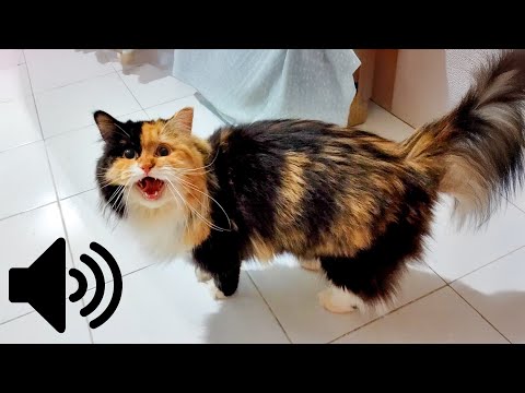 FEMALE CAT IN HEAT MEOWING MATE CALLING  - PRANK YOUR PET
