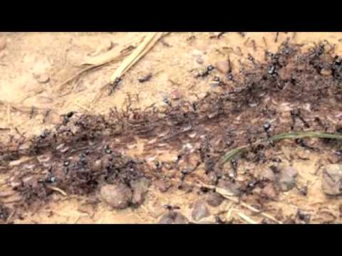 サスライアリの行進