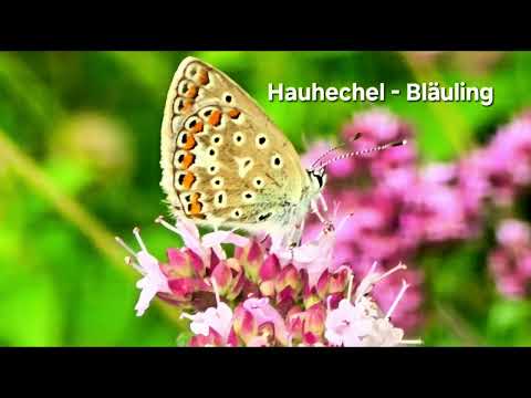 Origanum vulgare (Oregano)  Echter Dost und seine Besucher