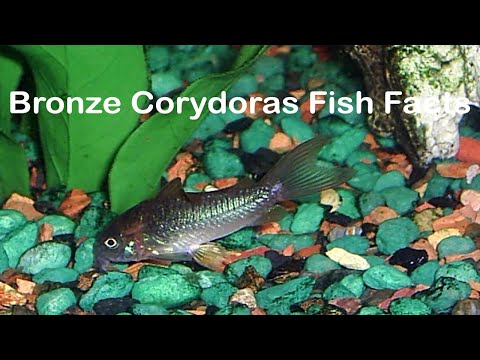 Bronze Corydoras Fish Facts