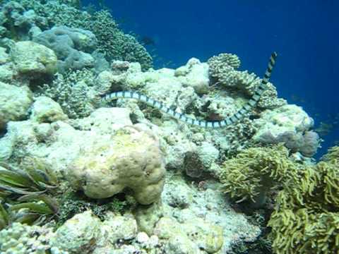 My Banded Sea Snake at Wakatobi Indonesia