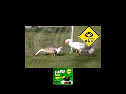 Vila Comuna Dpto Castellanos Santa Fe #turismo #noticias #historia