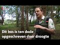 Deze boomsoort sterft uit door aanhoudende droogte | RTV Utrecht