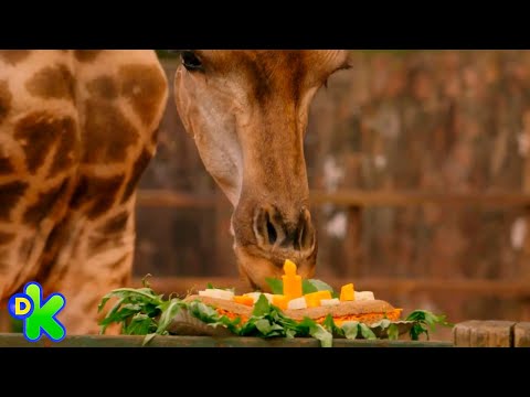 Uma girafa que surpreende a todos ao comer | O zoo da zu | Discovery Kids Brasil