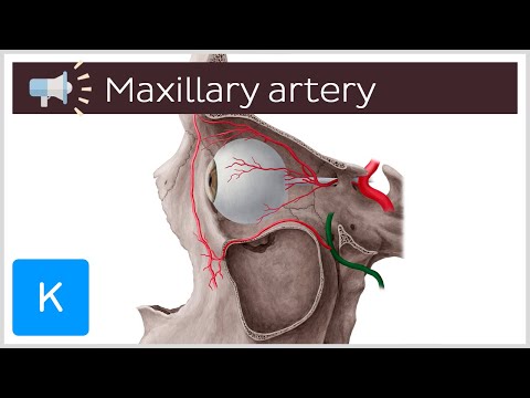 Maxillary artery | Anatomical Terms Pronunciation by Kenhub