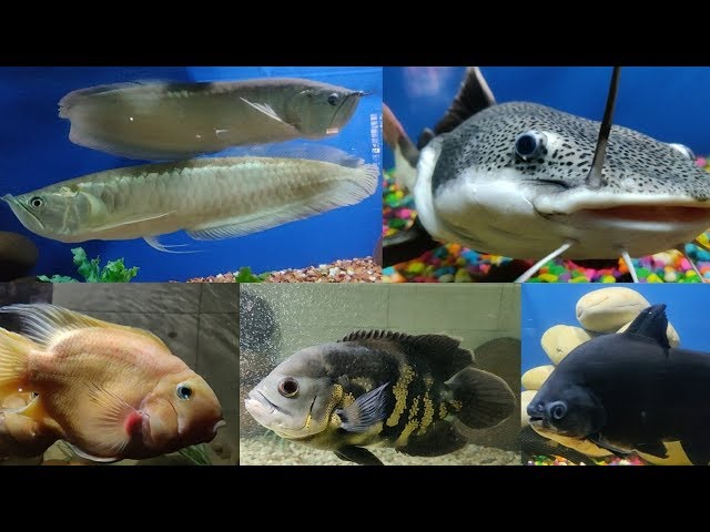 Arowana Fish, Shark Fish, Oscar Fish, Pacu Fish at Dolphin Aquarium