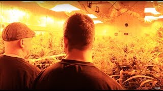 A Sea of Green (Marijuana Crime Drama/Full Movie)
