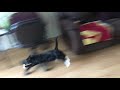 Tuxedo Cat Makes A Run For It