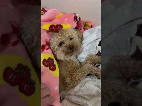 経営学科 トイプードル1歳 #トイプードル #toypoodle　#おパンツカット