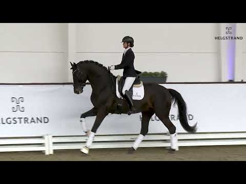 So Perfect by Sezuan / Sir Donnerhall I - stallion born 2017 (GER)