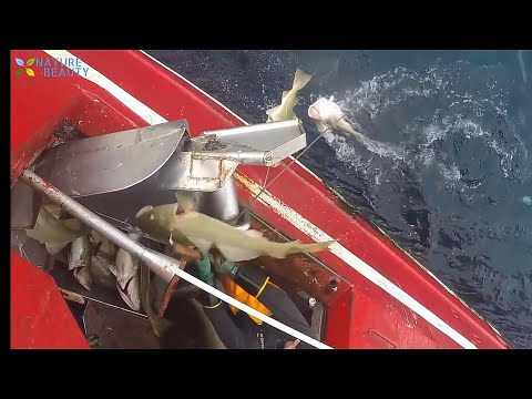Amazing Automatic Lines, Catching and Processing Fish Right on Ship, Big Catch in The Sea