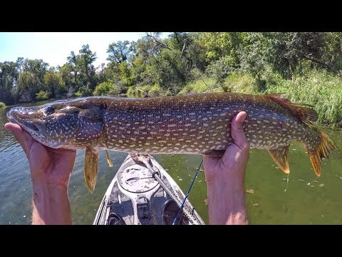 Whopper Plopper 75 Float And Fish Smallmouth And Pike