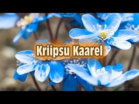 1.E "Kriipsu Kaarel", 2018