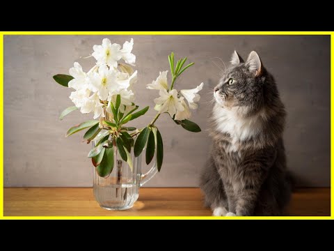 , title : 'Diese Pflanzen sind GIFTIG für deine Katze! ❌'