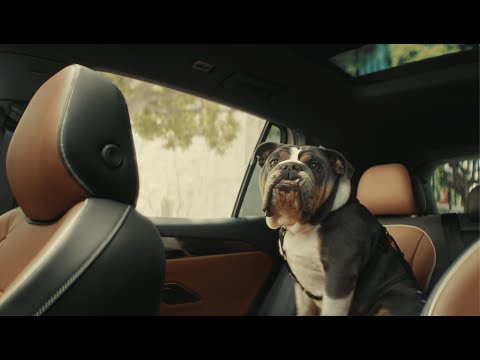 El Volkswagen Tiguan | Los Perros