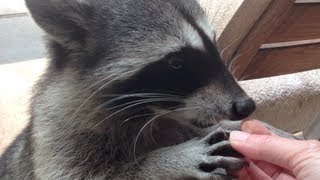 preview picture of video 'Fred the Friendly Raccoon - Part 20'