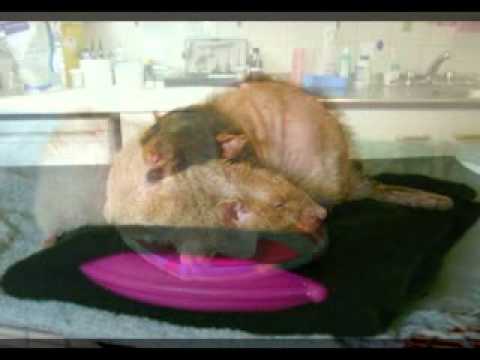 SnuggleSafe Heated Pet Beds Video