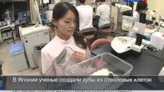 Зубы из стволовых клеток