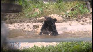 Free the Bears story on The 7pm Project - Mary Hutton &amp; Matt Hunt (2011) - Vietnam