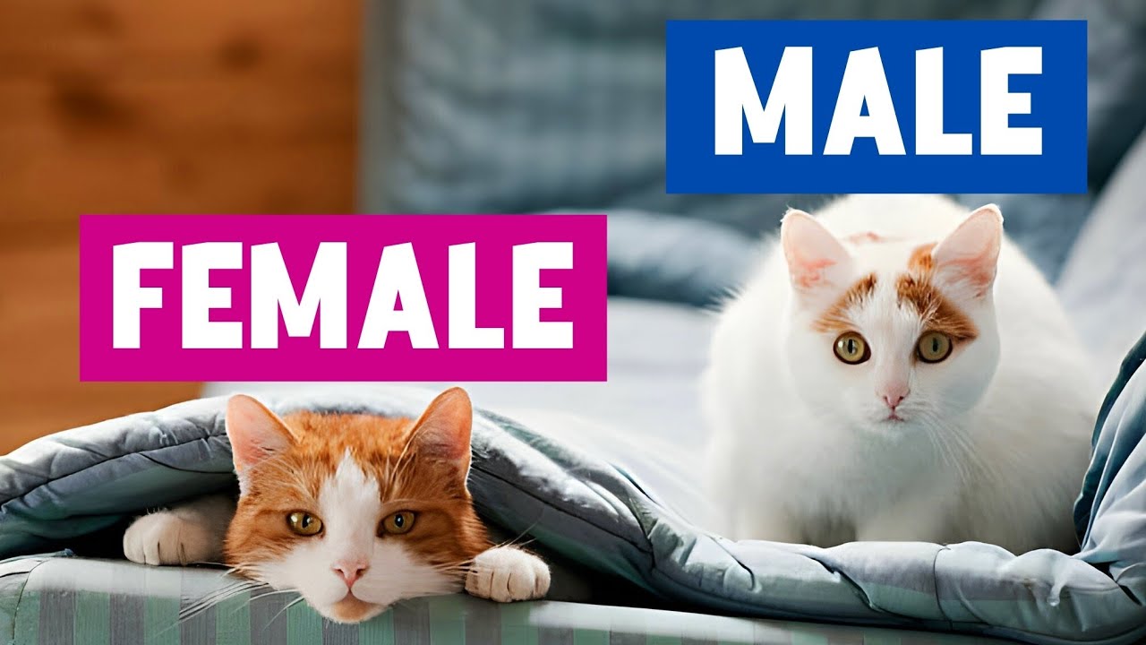 The UNKNOWN Differences Between MALE and FEMALE CATS!