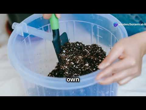 Echeveria Succulents 101 - 7 Care Tips