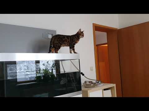Oase Highline 300l Katzenerprobung bei offenem Deckel
