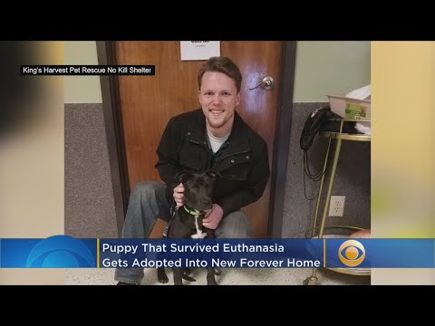 'Miracle' Puppy That Survived Attempted Euthanasia Finds Forever Home