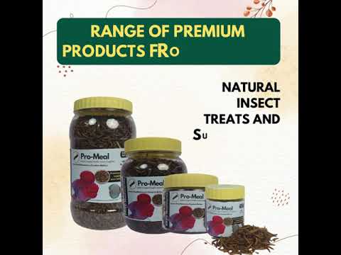 Promeal dried mealworms (35 gm) - hight protien treat food f...