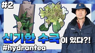 2022년 최고 인기 수종! 신기한 수국의 등장!! 채널 고정!! [JB가든센터_대림묘목농원]