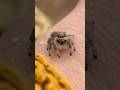 Have You Met Honey Jumpingspider Honeythejumpingspider Nature Tianathebuglady