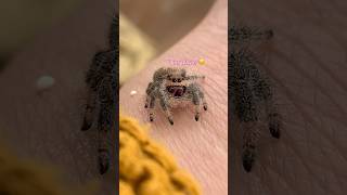 Download lagu Have you met Honey???🤗 #jumpingspider #honeythejumpingspider #nature #tianathebuglady mp3