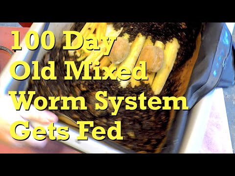 100-day mixed worm composting system given its 11th feeding - vermicompost
