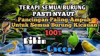 Download lagu TERAPI SEMUA BURUNG PASTI NYAUT | Pancingan Paling Ampuh Untuk Semua Burung Kicauan mp3