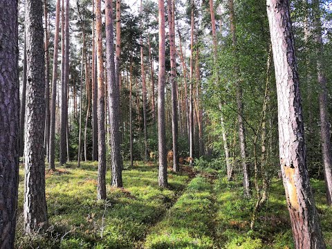 Video z << Prodej lesa, 8414 m2, Vlastiboř >>