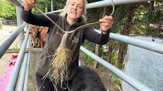 Finally the day of bells arrived and the animal was released ‼️