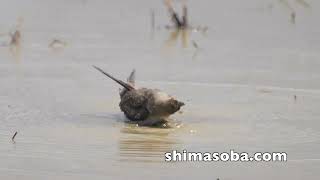ツバメチドリ、シロチドリ、コアジサシ繁殖　今季初アカアシシギ幼鳥飛来(動画あり)