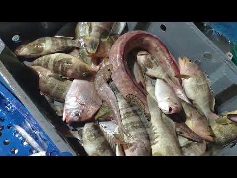 Amazing Gill Net Fishing Line On the Boat #12