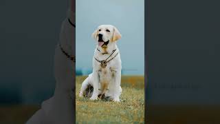 Labrador dog HD Full screen whatsapp status malayalam Tamil 💞🦮#klarathelab