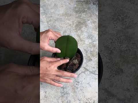 , title : 'How to propagate phalaenopsis from leaves #shorts'