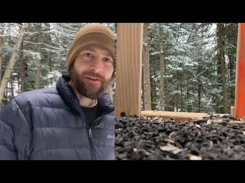 Adk Bird Buffet: Evening Grosbeak’s Insatiable Appetite