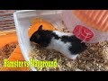 How to make a Hamster House | DIY Pet House | Rat House RAT with Garden, Playground #2